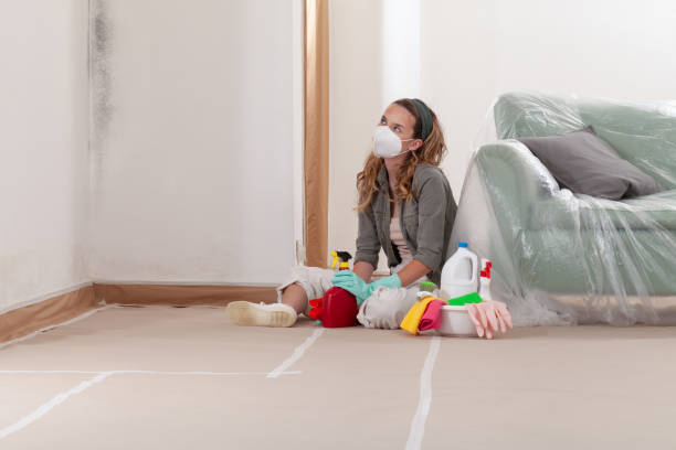 Reliable Mold Cleanup contractor in Centreville, MI by Cheap Mold Removal