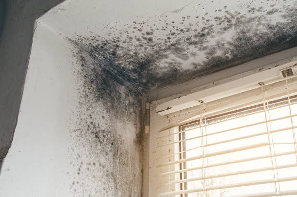Affordable Mold Cleanup solutions in Centreville, MI